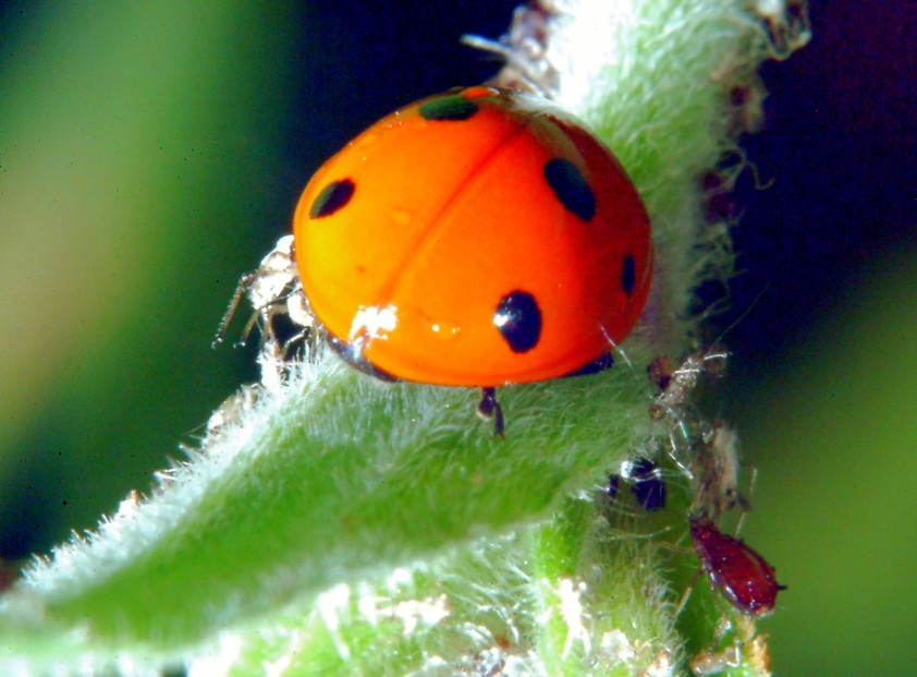 Macrofotografia (anche per micologi)